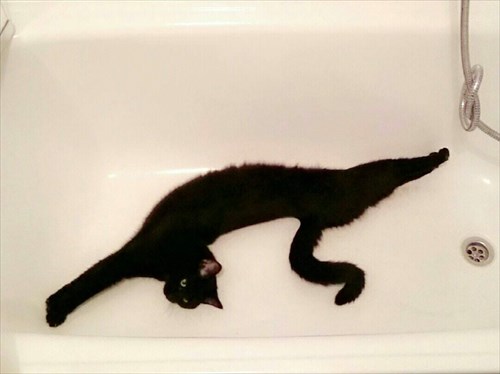 伸び猫の画像