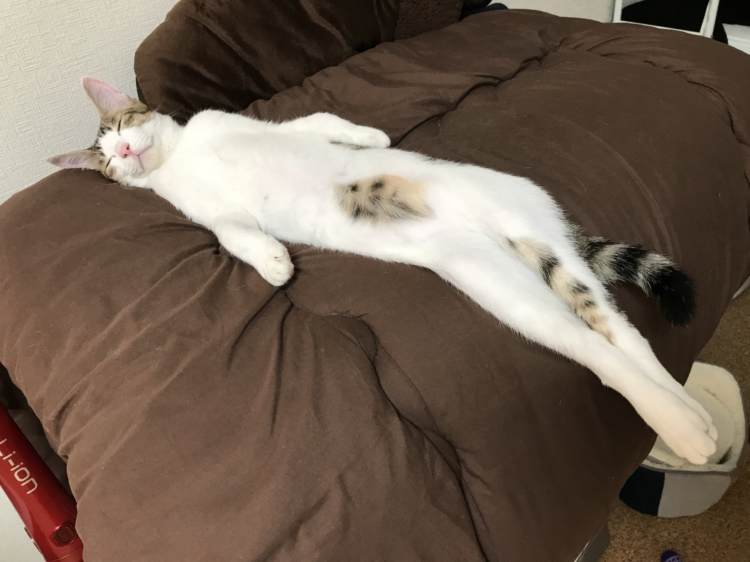 伸び猫の画像