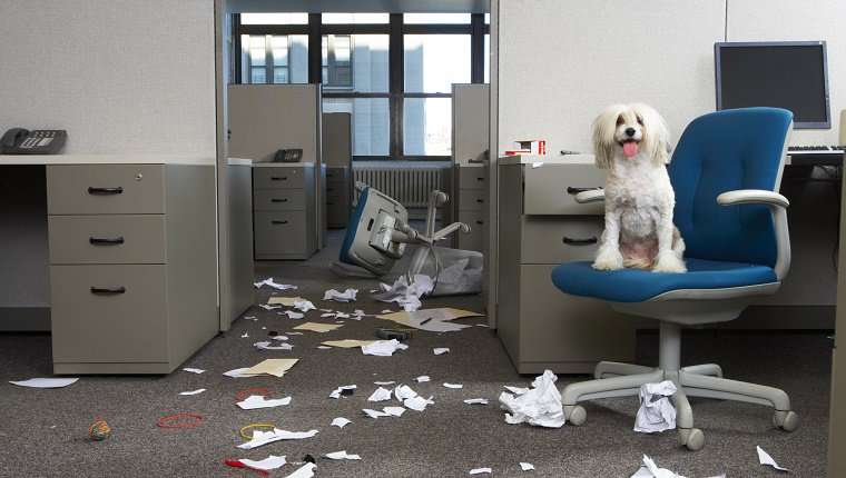 職場に犬の管理職がいると最高という話「上司をなでたり吸ったりさせてもらうことで、仕事がはかどります」