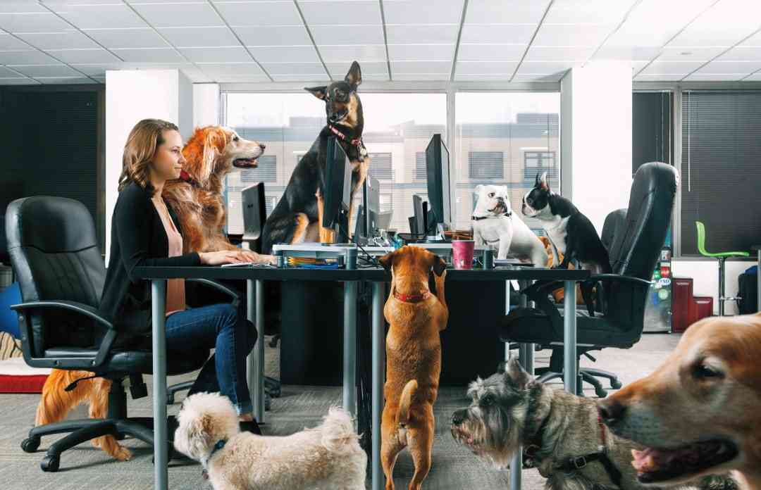 職場に犬の管理職がいると最高という話「上司をなでたり吸ったりさせてもらうことで、仕事がはかどります」