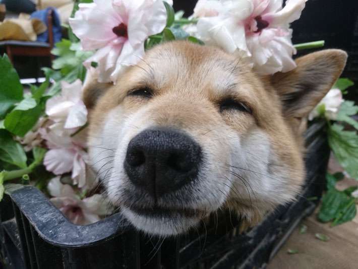 職場に犬の管理職がいると最高という話「上司をなでたり吸ったりさせてもらうことで、仕事がはかどります」
