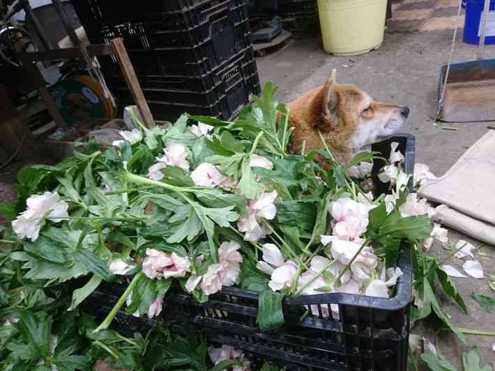 職場に犬の管理職がいると最高という話「上司をなでたり吸ったりさせてもらうことで、仕事がはかどります」