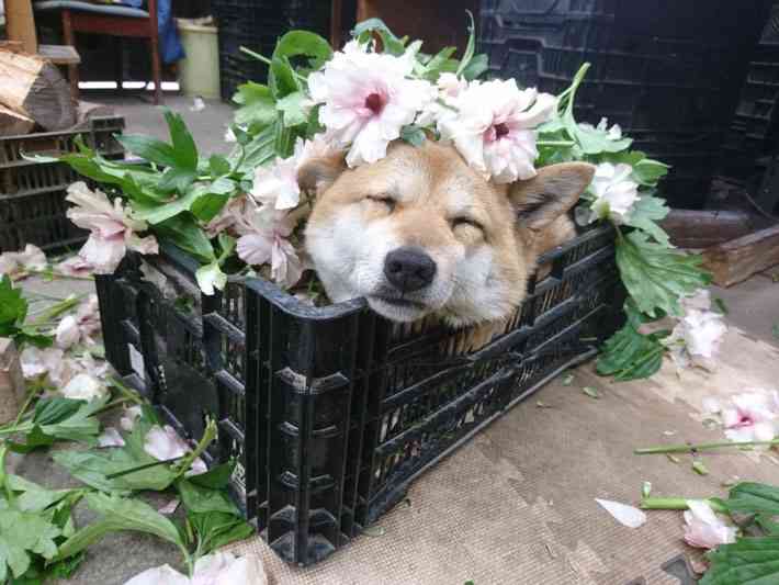 職場に犬の管理職がいると最高という話「上司をなでたり吸ったりさせてもらうことで、仕事がはかどります」