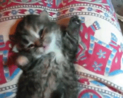 伸び猫の画像