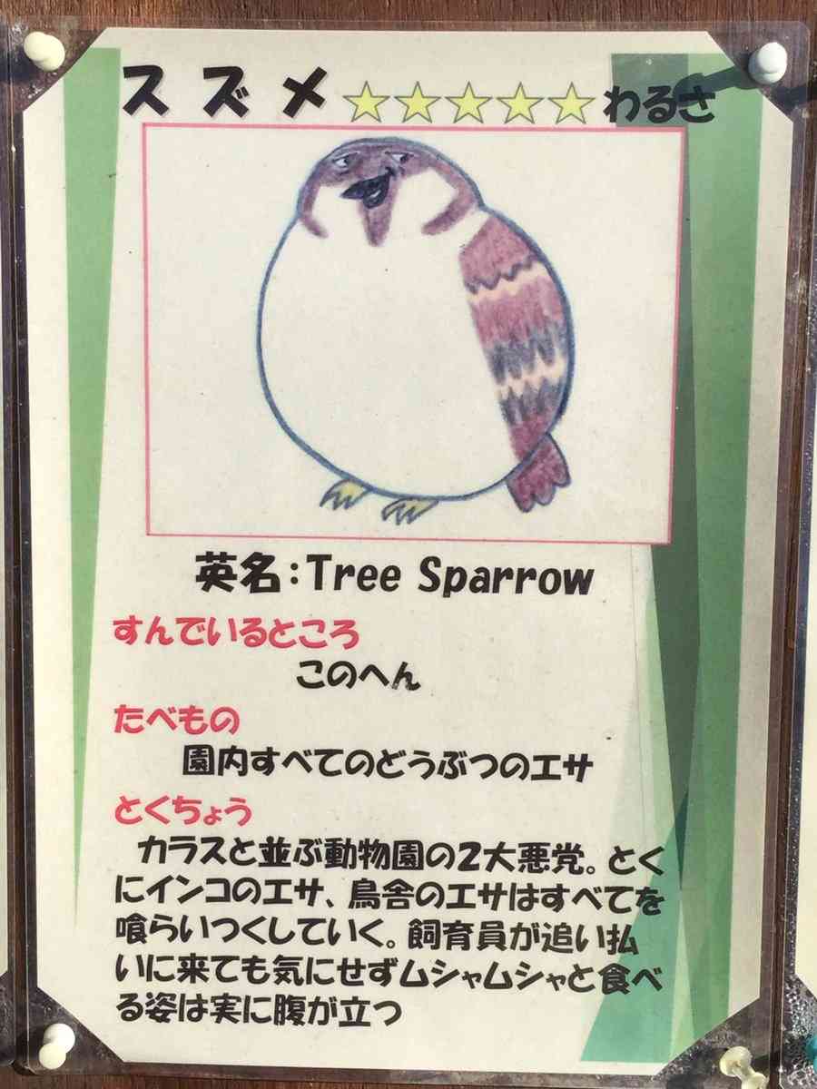 【スズメ可愛いよスズメ】スズメが好き