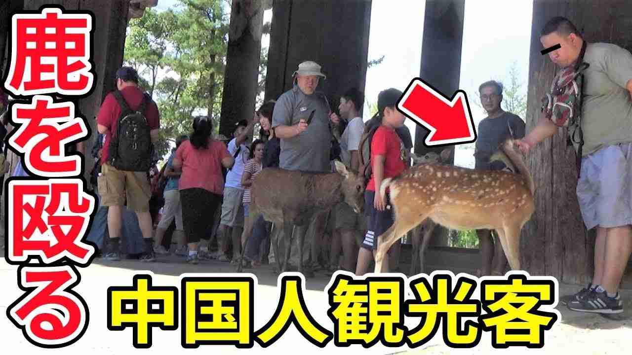 奈良公園で天然記念物の鹿に暴力を振るう中国人観光客。Chinese who hits deer at Nara deer park in Japan - YouTube