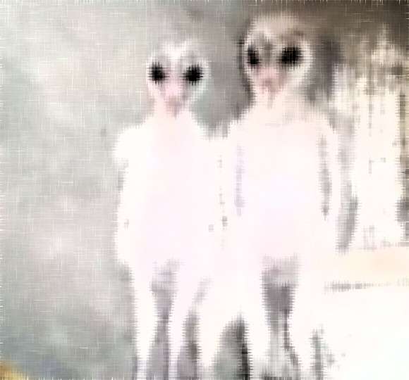 エイリアン発見！と話題になってしまった屋根裏にいたこの生き物の正体は？（インド） : カラパイア