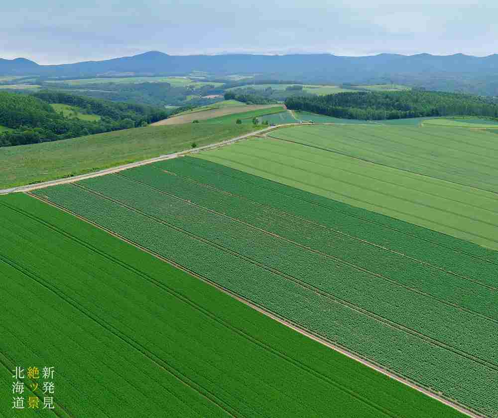 美しい新緑・若葉の画像で目の保養をするトピ♪