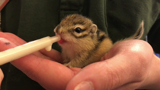 いろんな動物の赤ちゃんがみたい