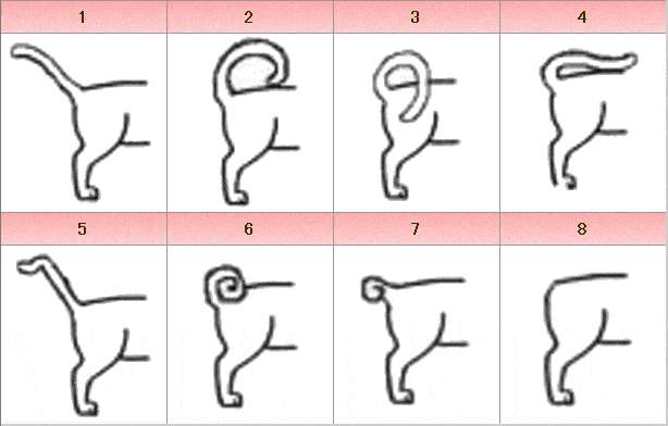人間に尻尾があったら立ちそうなトピpart2