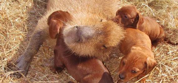 あなたが可愛いと思う動物
