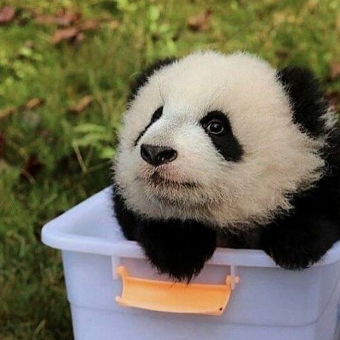 あなたが可愛いと思う動物