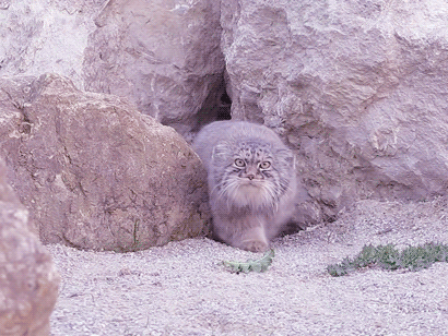 ネコ科の動物の画像が見たいです。