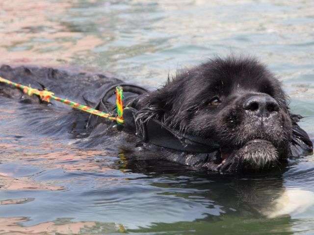 水難救助犬ニューファンドランドがすごい＠イギリス　世界おどろきTV by Barcroft TV　＃448 | ドキュメンタリー | 無料動画GYAO!