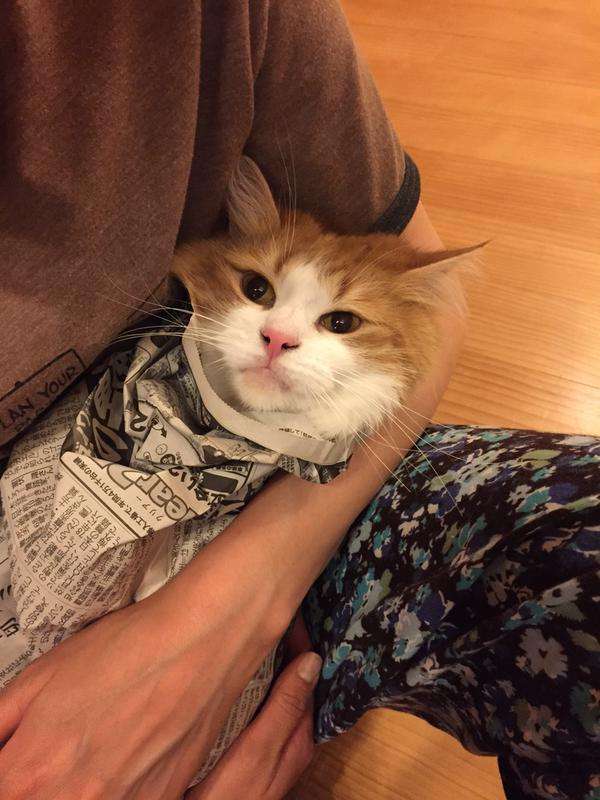猫が新聞読むのを邪魔してきたので新聞紙で猫を包んだ結果ｗｗｗｗｗｗｗｗｗｗｗ:ハムスター速報