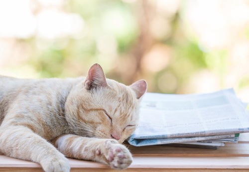猫がどいてくれないのはどうして?4つの心理
