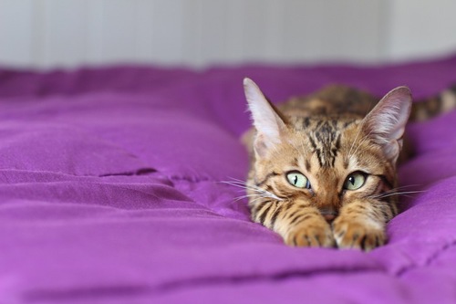 猫がどいてくれないのはどうして?4つの心理
