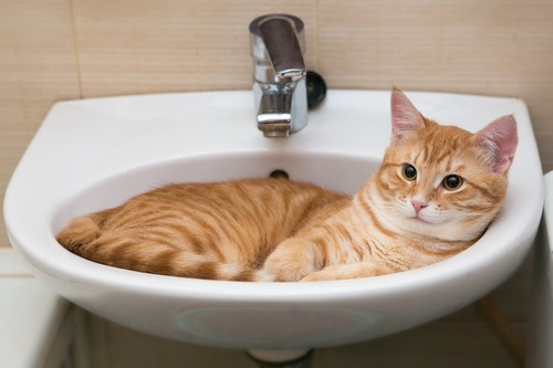 猫がどいてくれないのはどうして?4つの心理