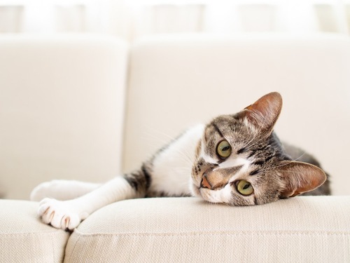猫がどいてくれないのはどうして?4つの心理