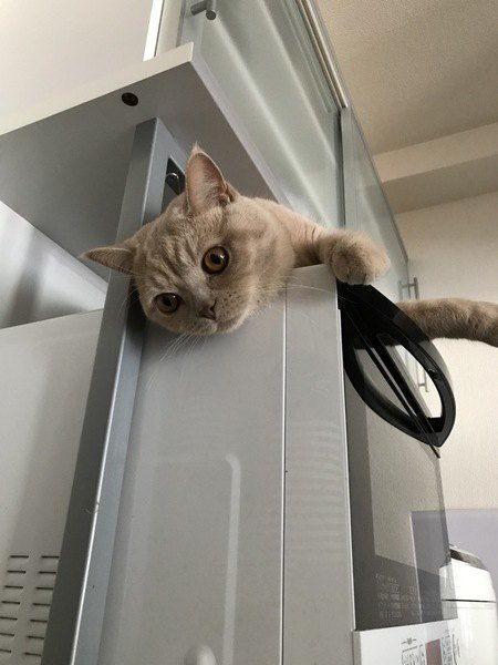 猫がどいてくれないのはどうして?4つの心理