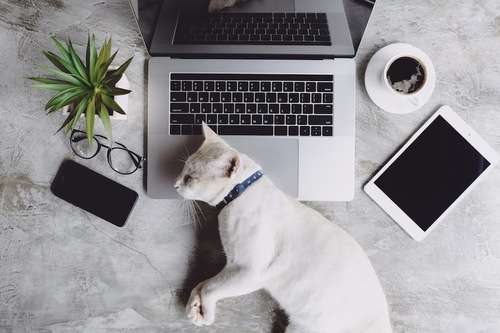 猫がどいてくれないのはどうして?4つの心理