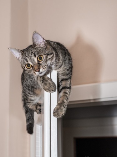猫がどいてくれないのはどうして?4つの心理
