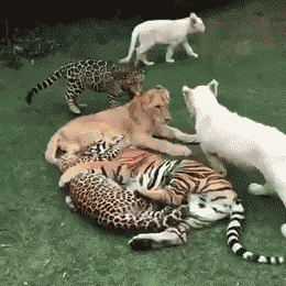 ネコ科の動物の画像が見たいです。