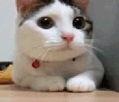 猫がどいてくれないのはどうして?4つの心理