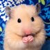 ❤かわいいハムスターたち on Twitter: "チューリップに入って蜜を吸うカヤネズミhttps://t.co/9e135VYC2o"