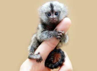 あなたが可愛いと思う動物