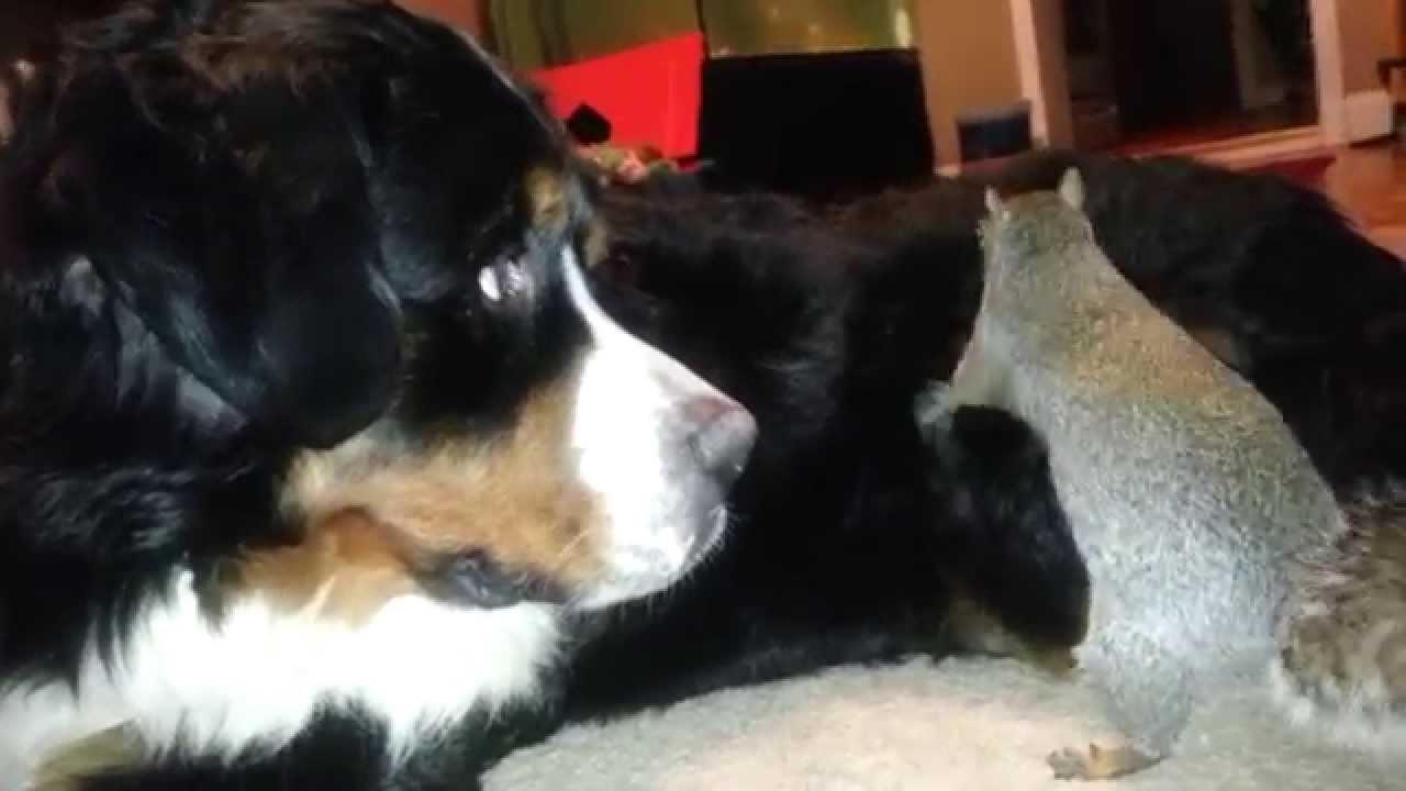 Squirrel hides nuts in a Bernese Mountain dog's fur - YouTube