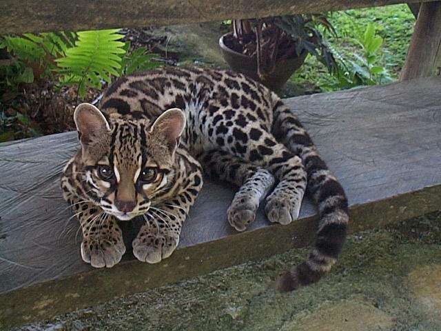 ネコ科の動物の画像が見たいです。