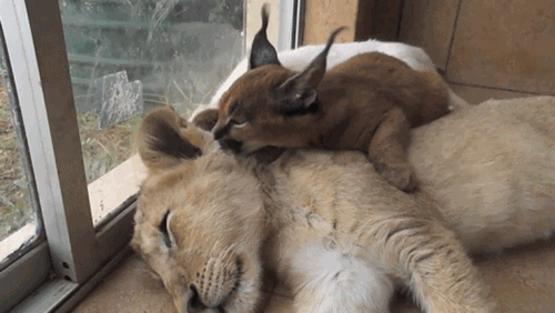 ネコ科の動物の画像が見たいです。