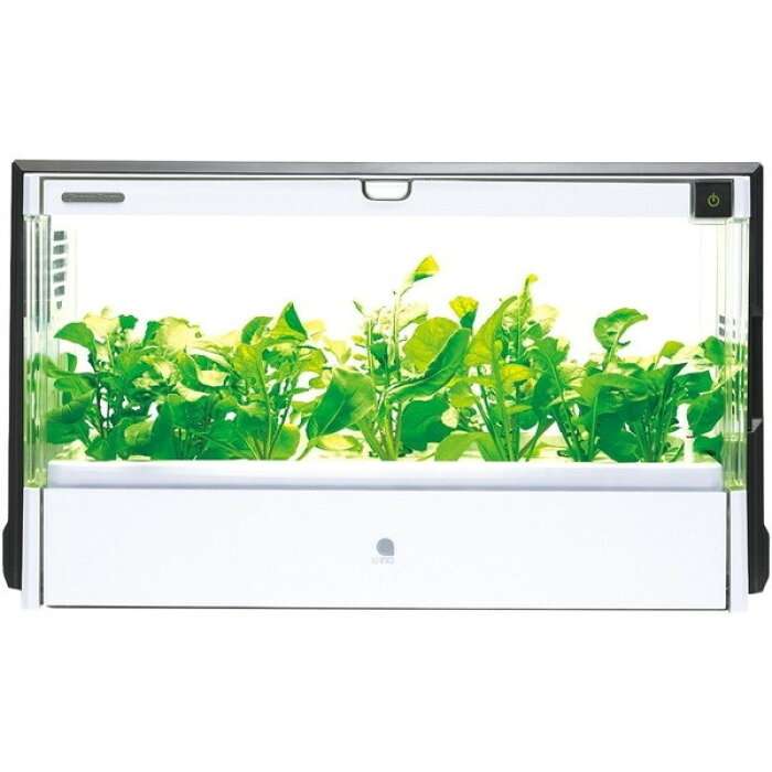 野菜の水耕栽培