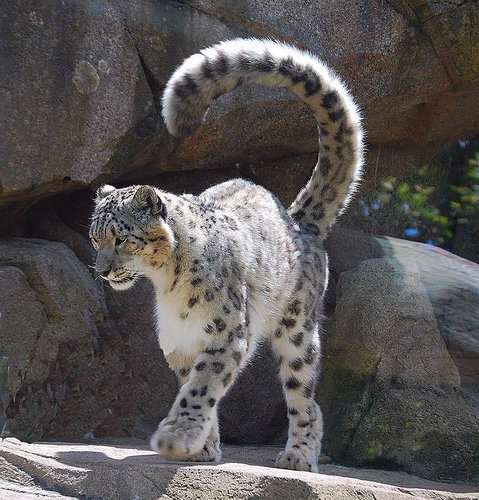 ネコ科の動物の画像が見たいです。