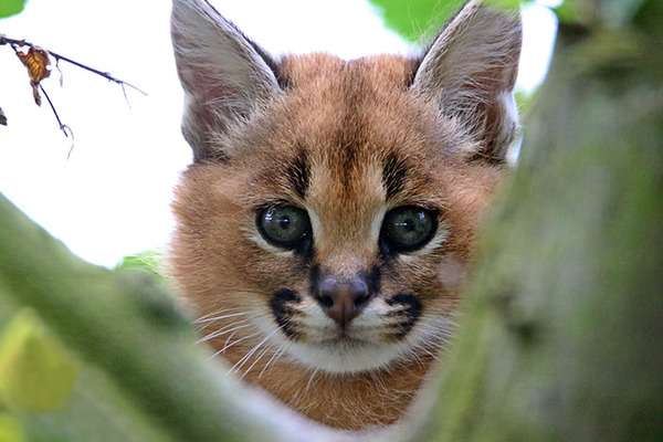 ネコ科の動物の画像が見たいです。