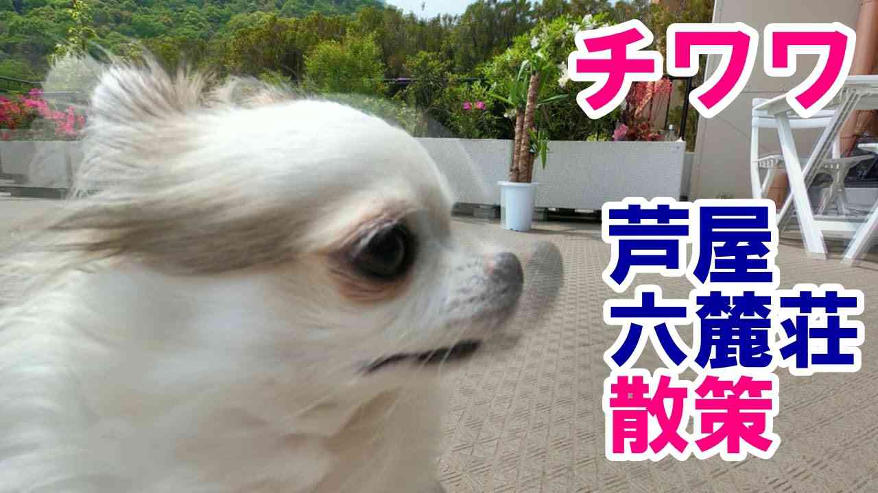 チワワ　芦屋　六麓荘　散策　Chihuahua Ashiya Rokurokuso Promenade - YouTube