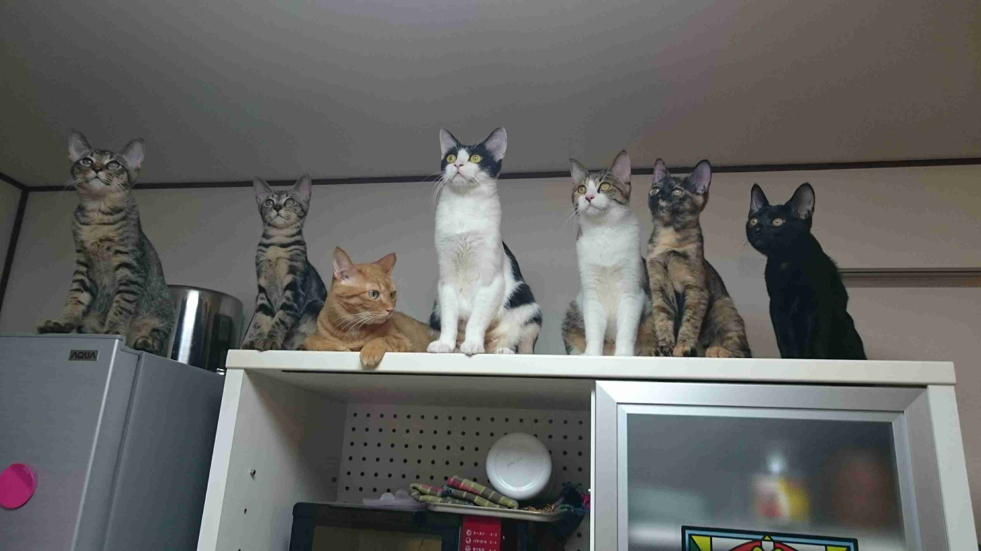 猫7匹譲ったのに飼い主探さず…男性に60万円賠償命令