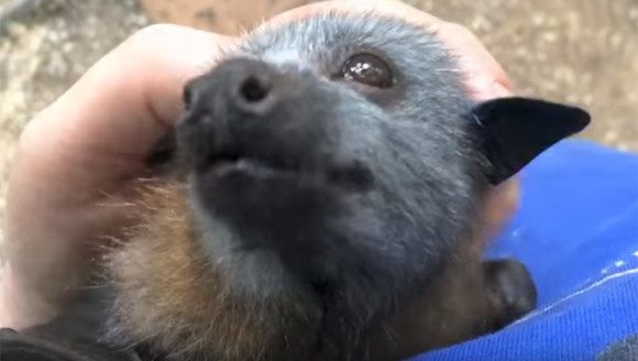 顔だけじゃなくそのなつきっぷりまで。空飛ぶ子犬かよ！ってくらいコウモリの犬化が著しい件に関して（オーストラリア）｜BIGLOBEニュース