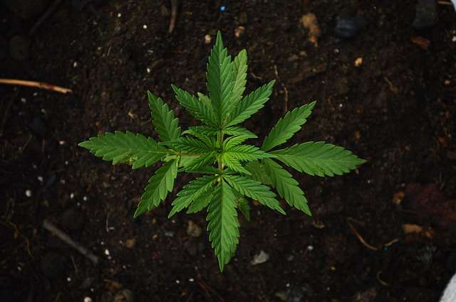 大麻解禁の理由とは？日本と世界の大麻事情 | ダイエット暦