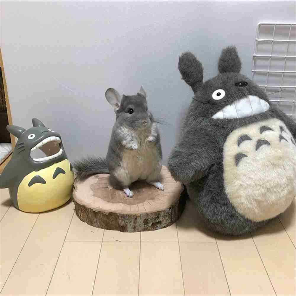 あなたが可愛いと思う動物