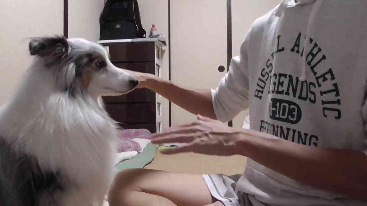 【可愛いシェルティ】室内のマーキングについて - YouTube