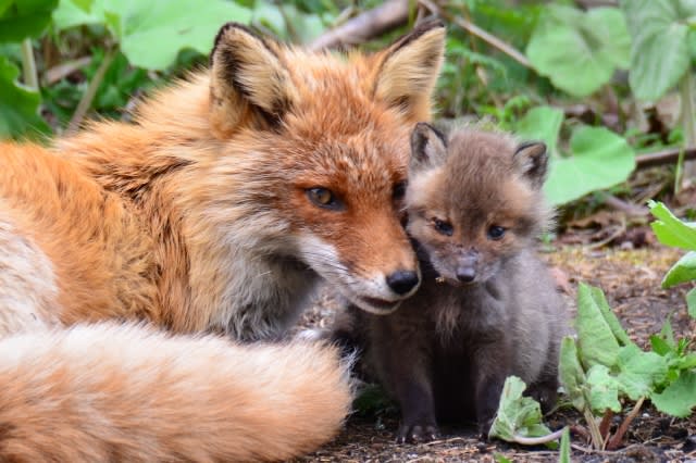 あなたが可愛いと思う動物