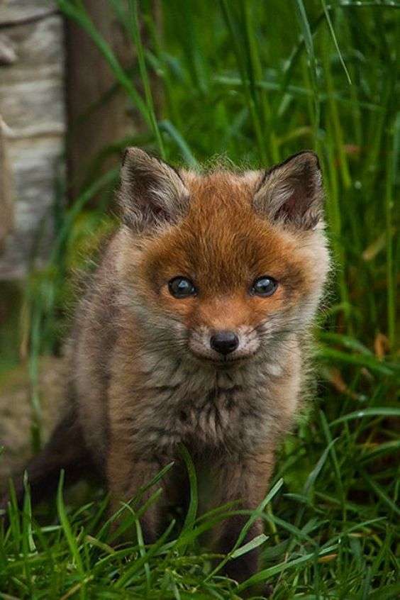 あなたが可愛いと思う動物