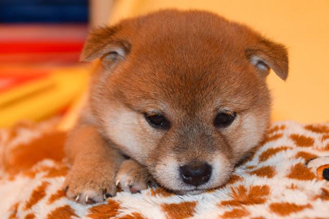 あなたが可愛いと思う動物