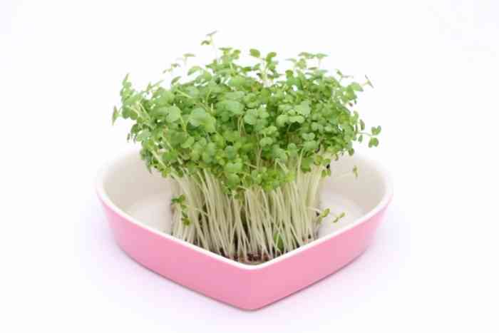 野菜の水耕栽培