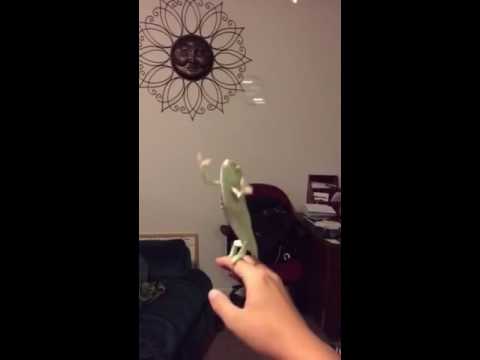 カメレオンはシャボン玉がお好き - YouTube