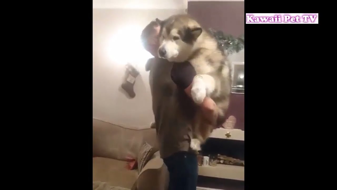 「甘えん坊の犬」抱っこして♡ 飼い主に甘える犬が超可愛い - YouTube