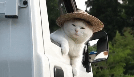 ネコ科の動物の画像が見たいです。