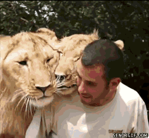 ネコ科の動物の画像が見たいです。